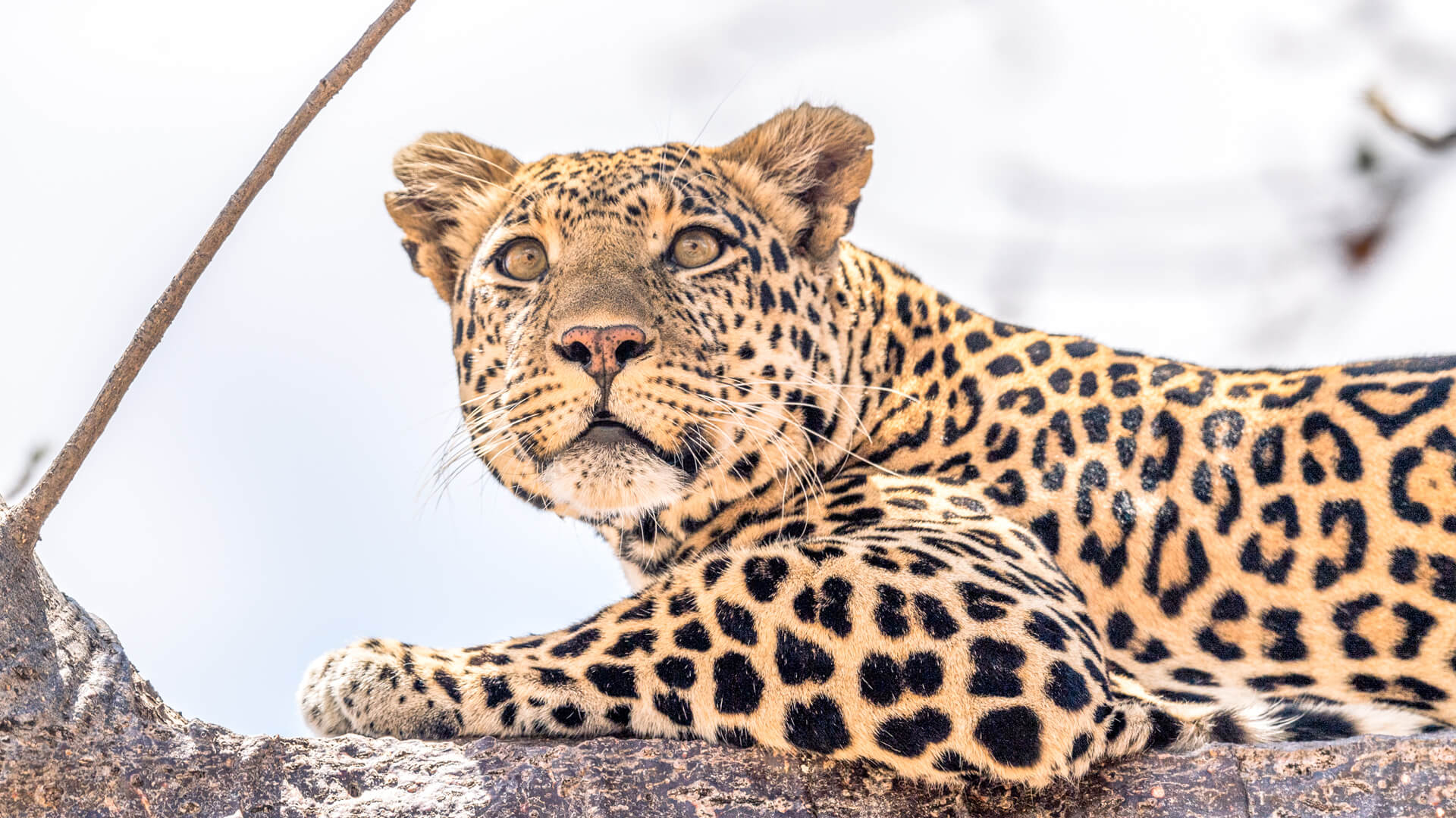 11 Days Tanzania Mid-range Safari