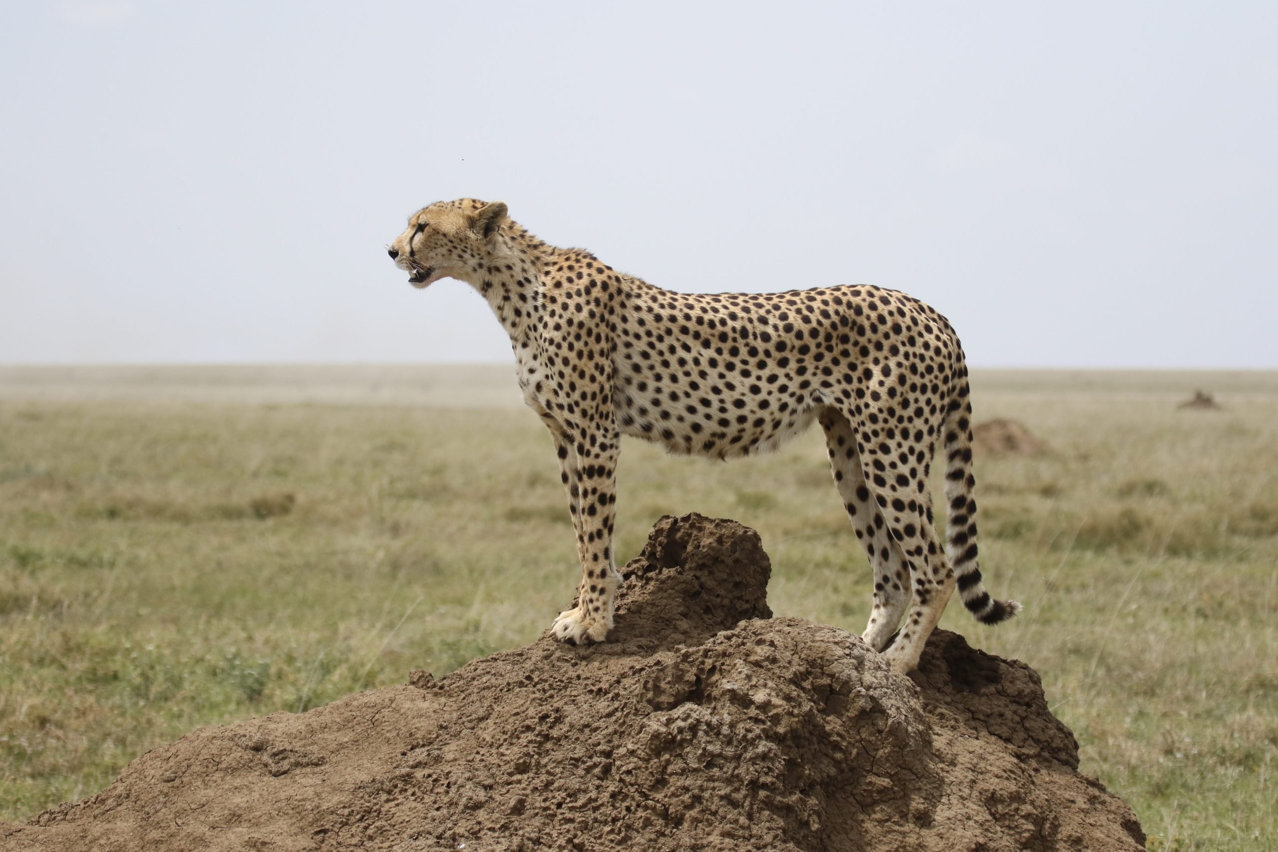 Am is Fearr chun Cuairt a thabhairt ar an Tansáin le haghaidh Safari |  Safaris Afraic Kiwoito, image size:2560x1707