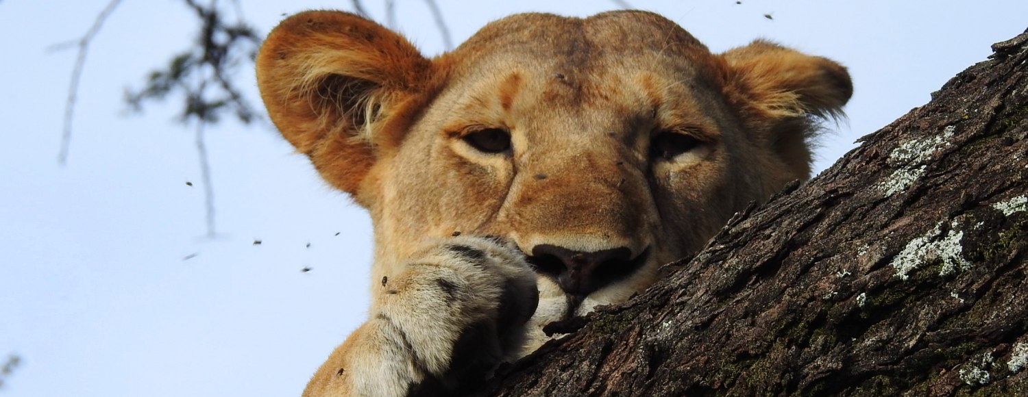 Parc national du Serengeti