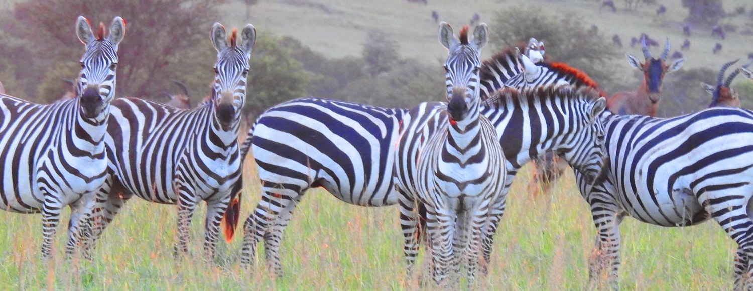 Parc national de mikumi