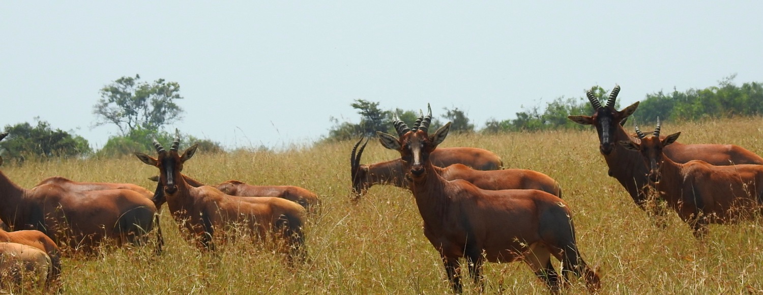 Ruaha National Park Tanzania