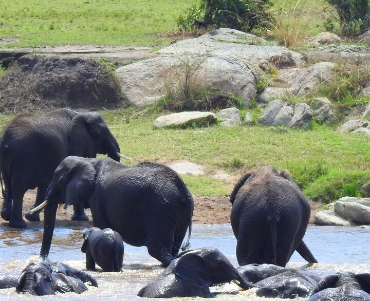Parc national de tarangire Tanzanie