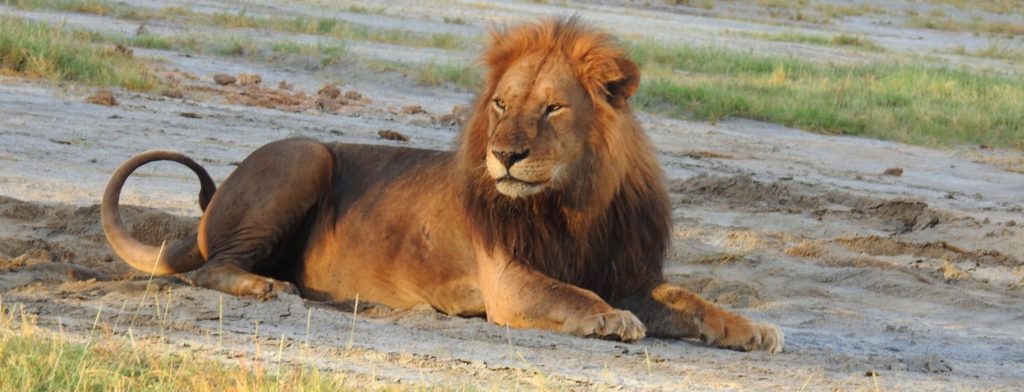 The Big Five Animals