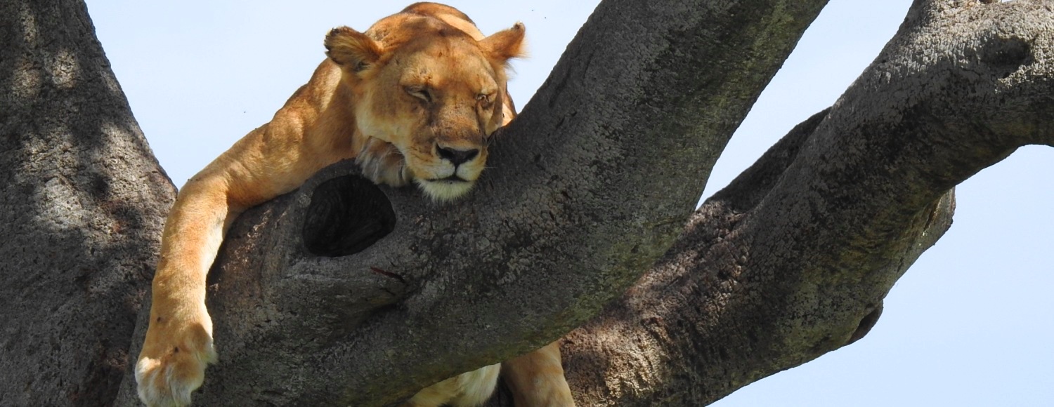 Parc national du lac Manyara