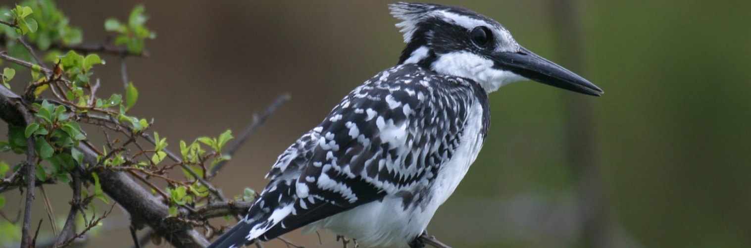 Safari ornithologique en Tanzanie