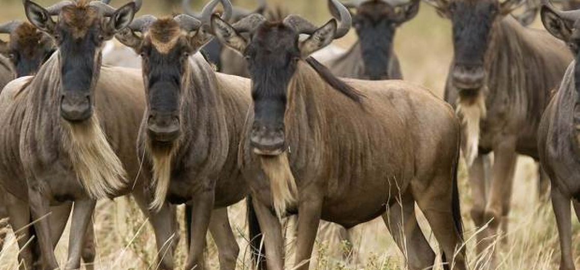 Tanzania Wildebeest