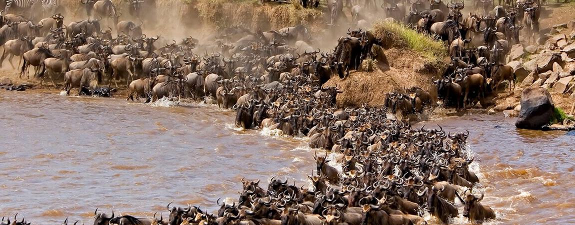 Serengeti great Migration