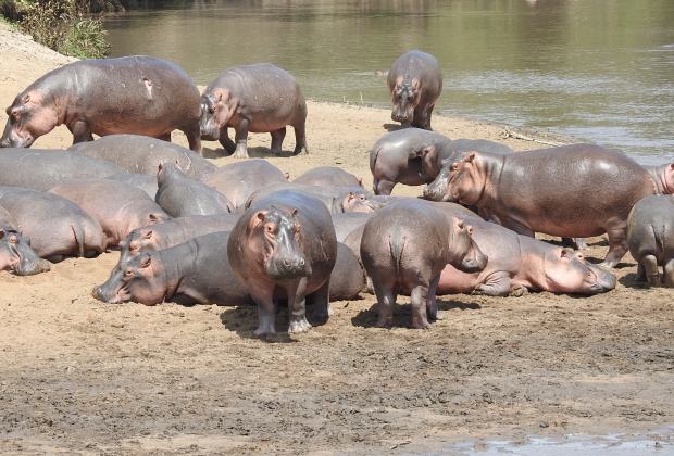 Tanzania Hippos destinations