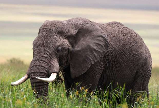 Tanzania Photographic Safari