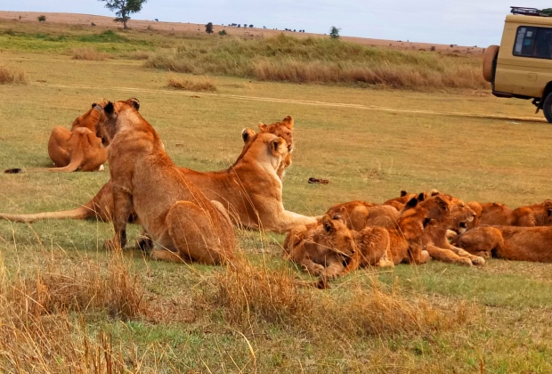 safaris animaliers en tanzanie