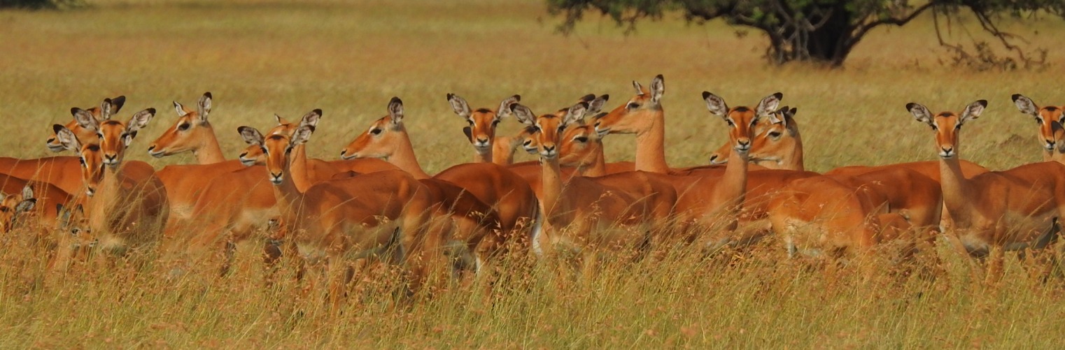 Parc national de Mkomazi