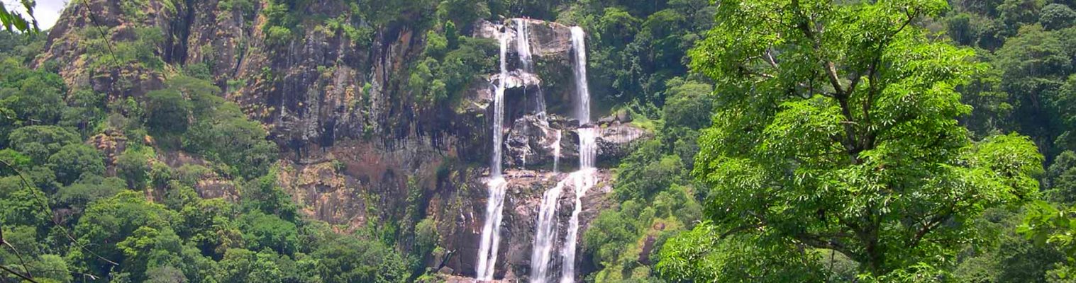 Udzungwa Mountain Forest