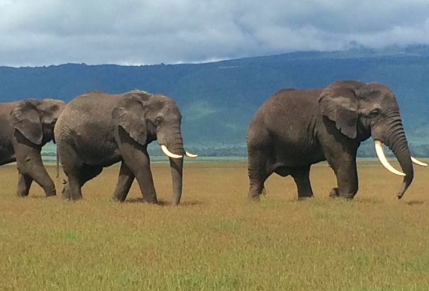 Éléphant du Ngorongoro
