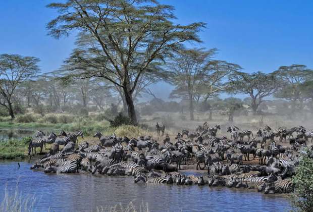 Safari en camping en Tanzanie