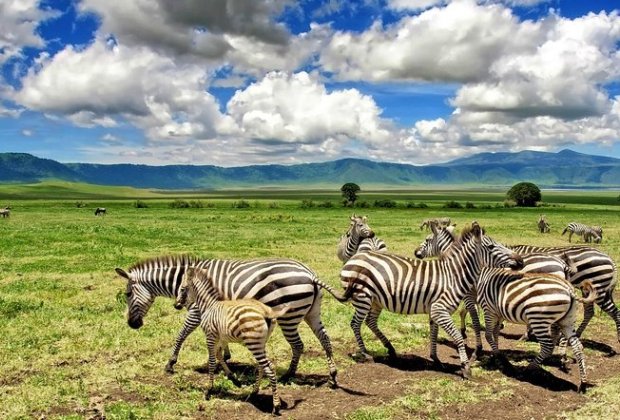 8 Days tanzania luxury safaris