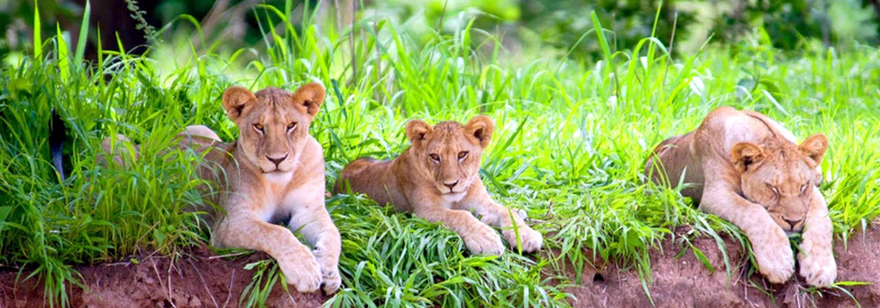 Parc national de Ruaha