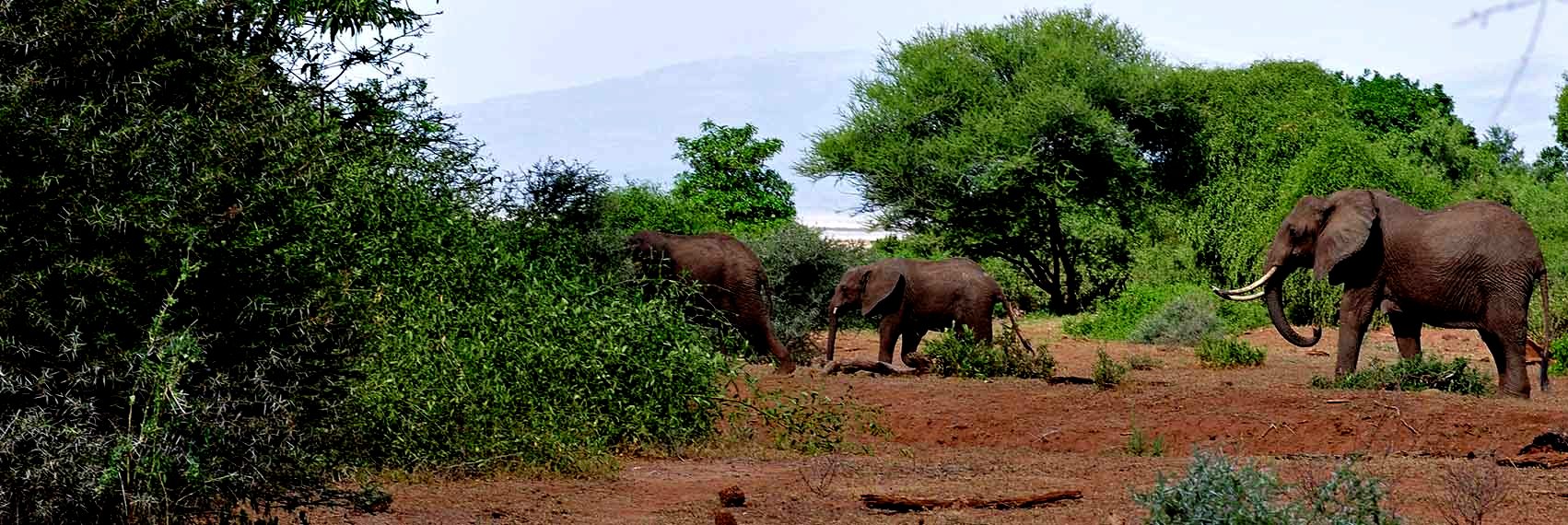 Visite à pied du parc national d'Arusha