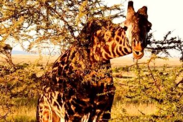 Arusha National Park