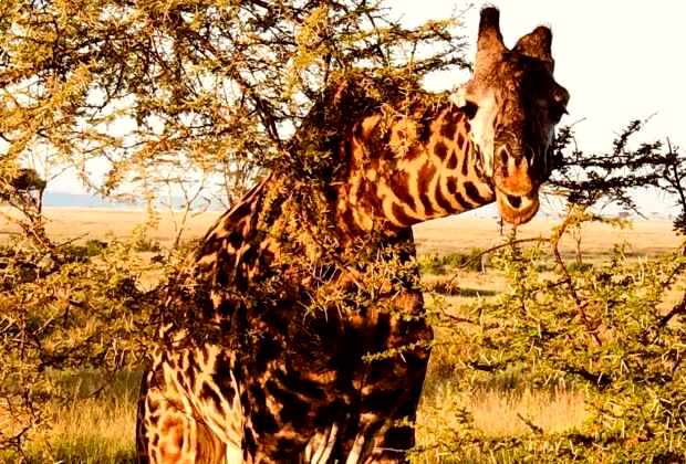 Arusha National Park day trip