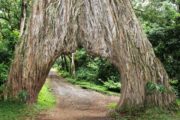 Merveilles du parc national d'Arusha