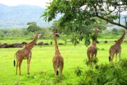 Safaris dans le parc national d'Arusha