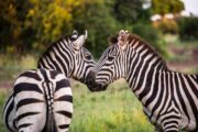 Activités du parc national d'Arusha