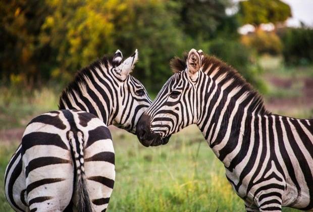 Arusha National Park activities