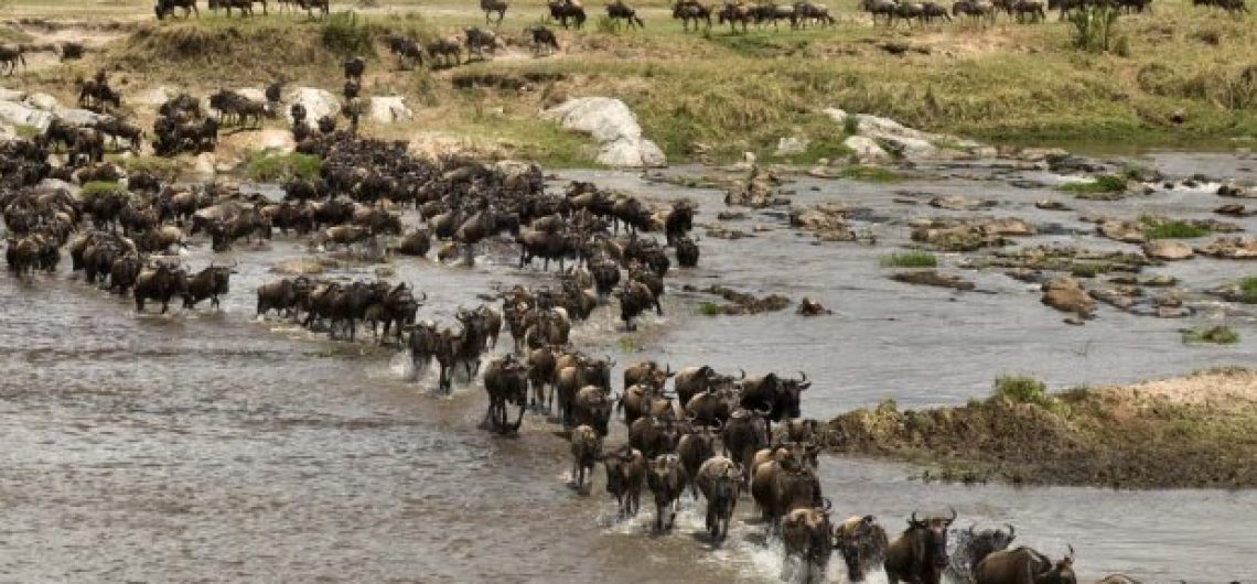 Wildebeest Migration Safari Tours