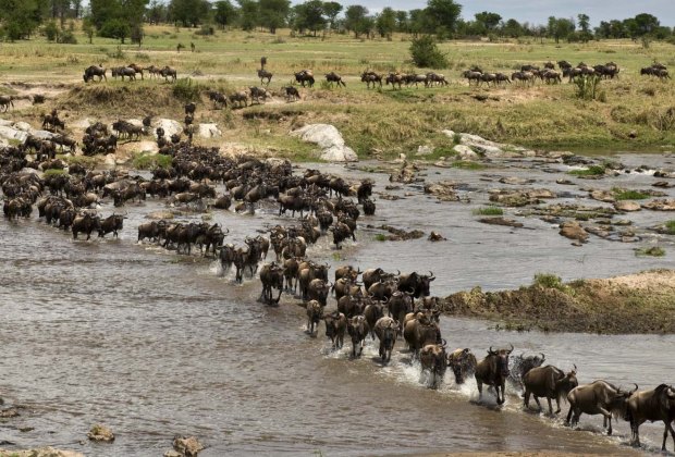 Great Wildebeest Migration