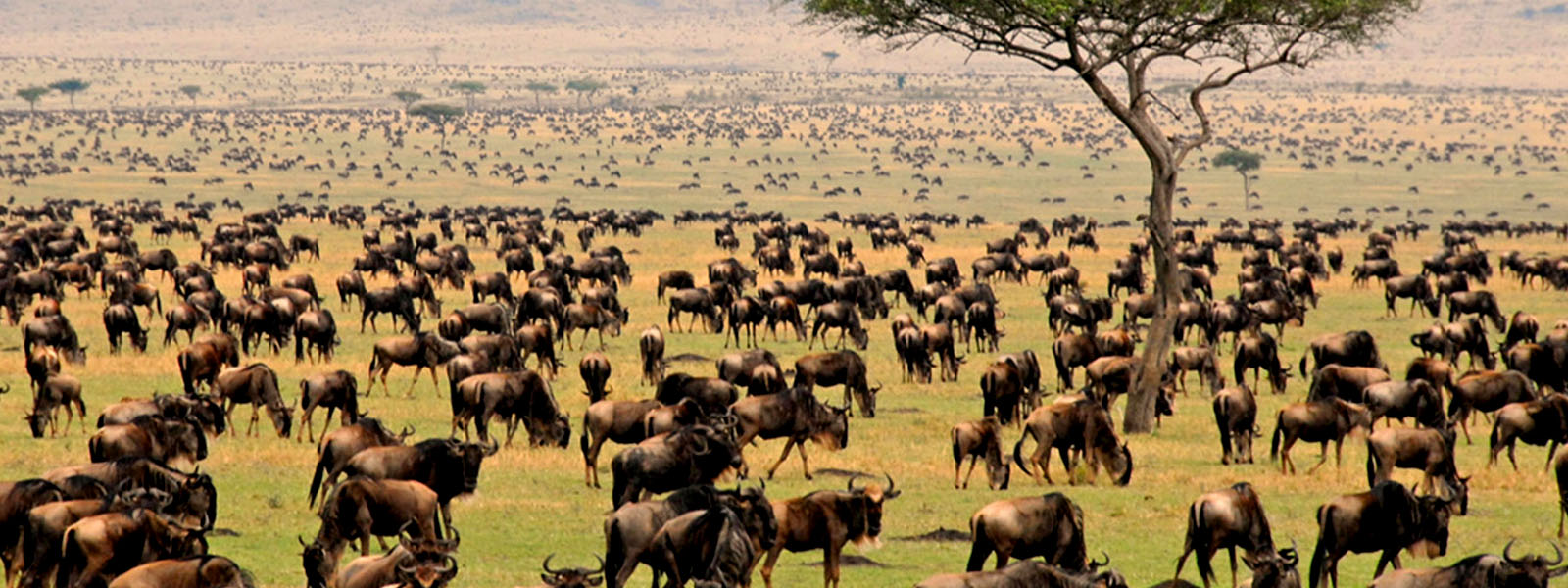 Great Wildebeest Migration