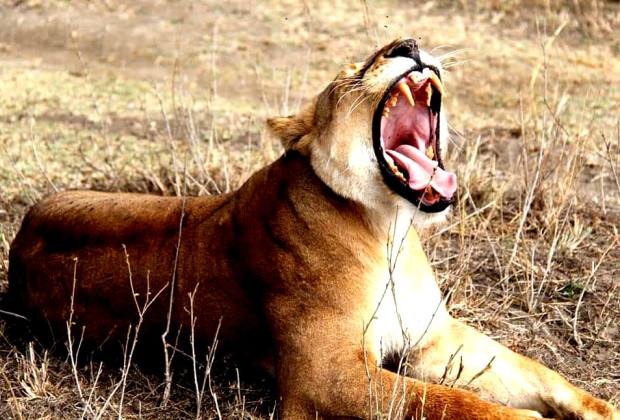 Tanzania Safaris and Tours