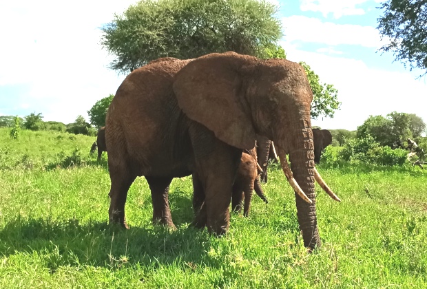 tarangire National park