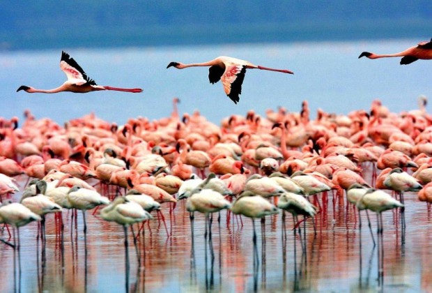 Lac Manyara Tanzanie