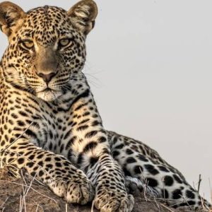 14 Days Tanzania Mid-range Safari