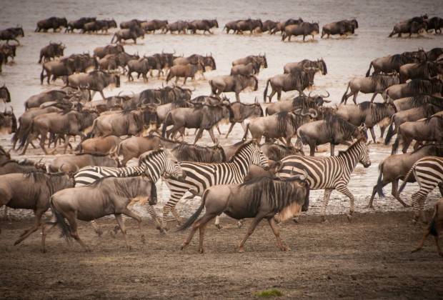 la faune de la migration des gnous à Seregeti