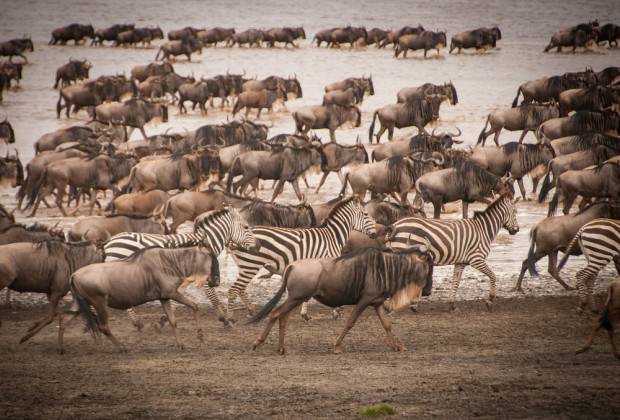 wildebeest migration wildlife in Seregeti