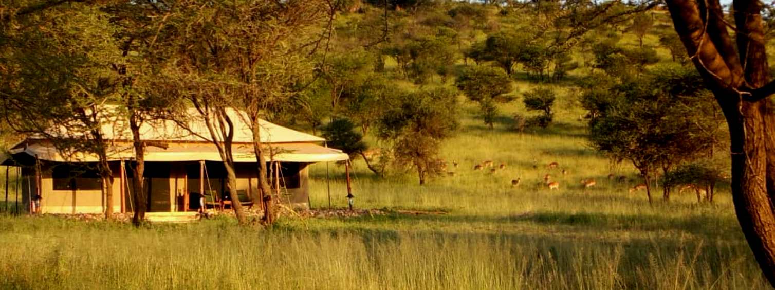 Safari standard en Tanzanie
