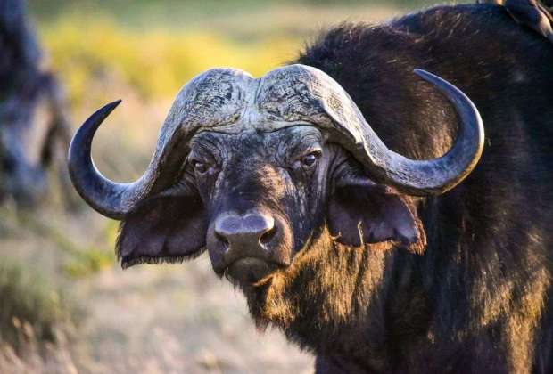 Buffalo Of tarangire National Park
