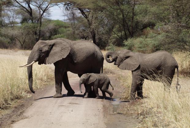 tarangire tanzania