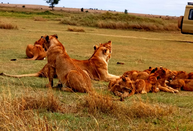 Parc national du Serengeti en Tanzanie