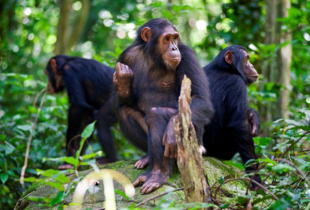 Tanzania Chimpanzee