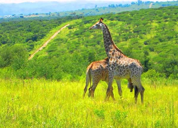 Africa safaris in nyerere park