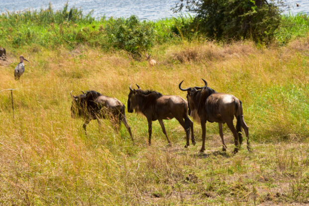 SAANANE NATIONAL PARK