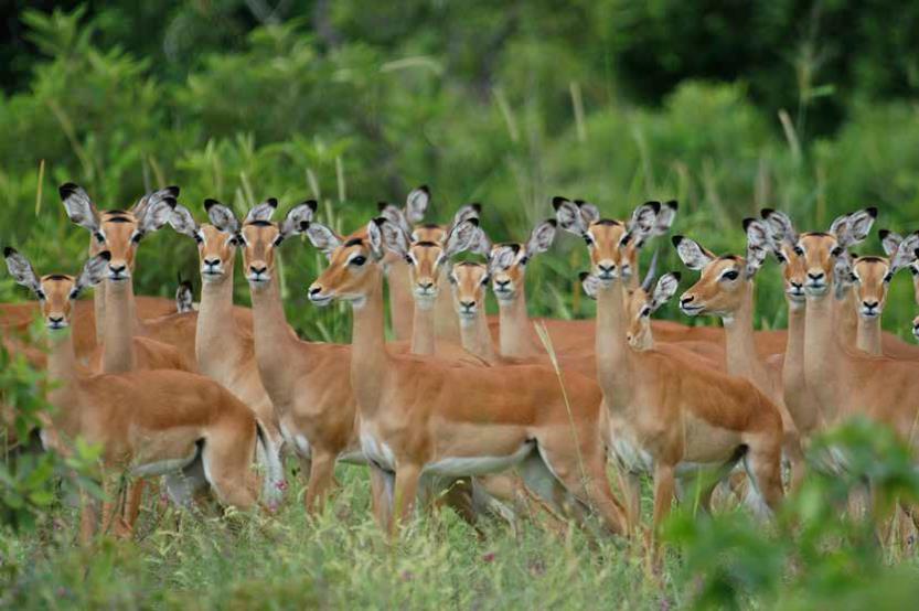 IBANDA KYERWA NATIONAL PARK