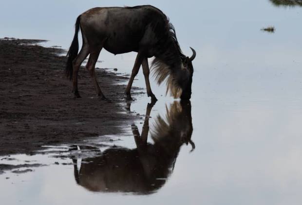 PARC NATIONAL DE RUMANYIKA