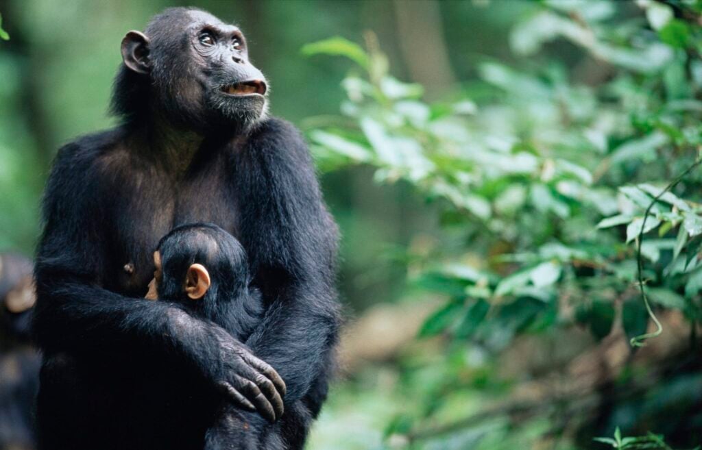 Gombe National Park Chimpanzee Safari Tour