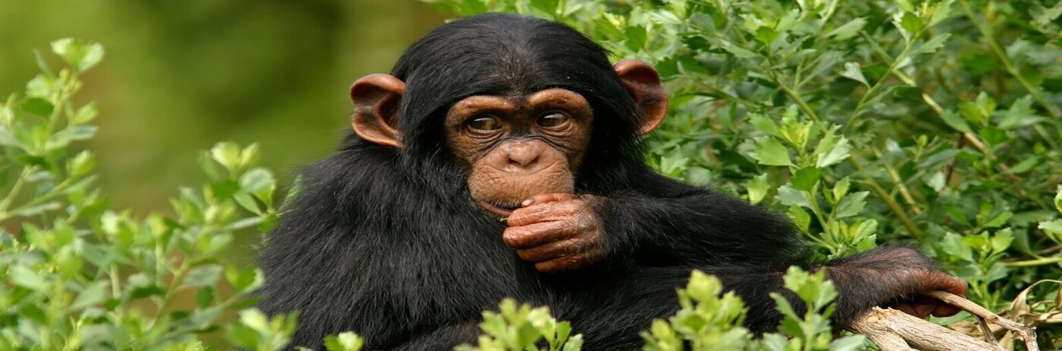 Best of Gombe National Park Tanzania