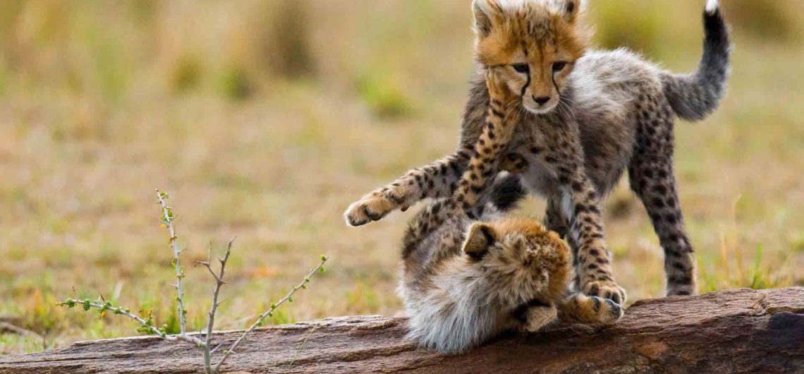 cheetah cubs in buringi national park