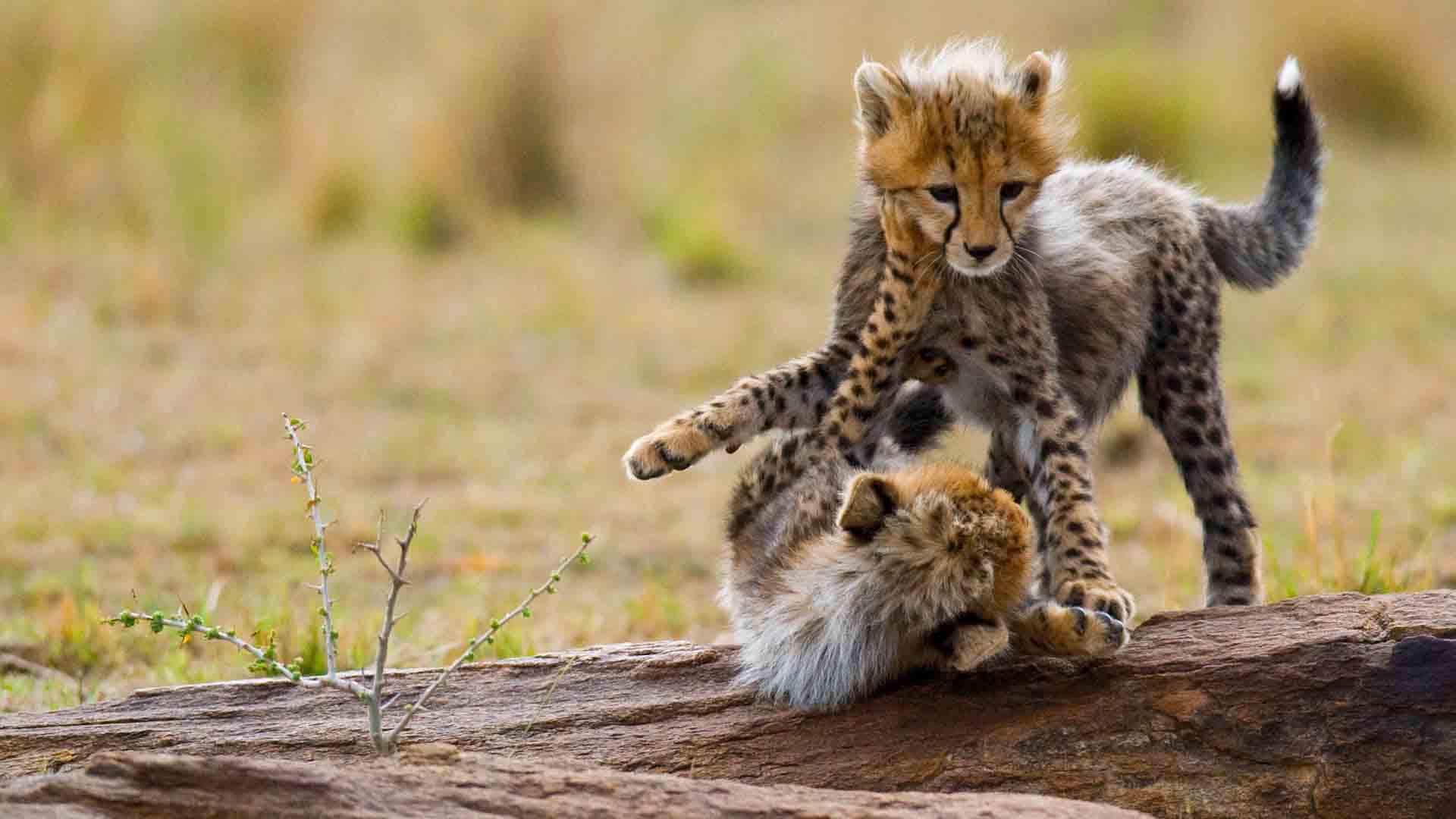cheetah cubs in buringi national park