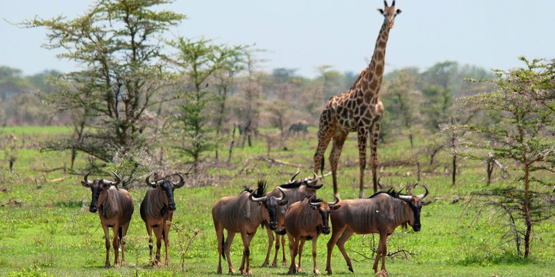 kigosi national park